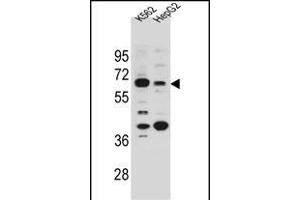 NHEDC1 Antibody (N-term) (ABIN655133 and ABIN2844760) western blot analysis in K562 and HepG2 cell line lysates (35 μg/lane). (NHEDC1 抗体  (N-Term))