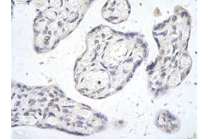 Immunohistochemistry (IHC) image for anti-SID1 Transmembrane Family, Member 2 (SIDT2) (N-Term) antibody (ABIN2778621)