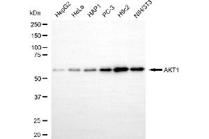 Western blotting analysis using AKT1 antibody (ABIN7800776).