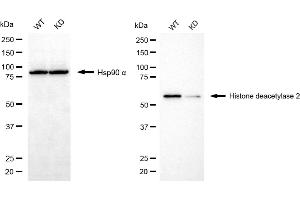 Western blotting analysis using histone deacetylase 2 antibody (ABIN7798930). (HDAC2 抗体)