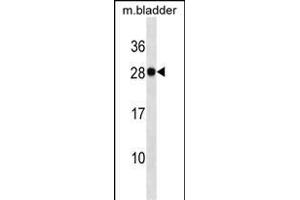 Mouse Lgals3 Antibody (Center) (ABIN1537849 and ABIN2838315) western blot analysis in mouse bladder tissue lysates (35 μg/lane). (Galectin 3 抗体  (AA 138-167))