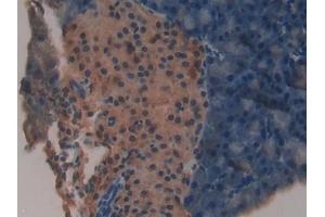 DAB staining on IHC-P; Samples: Mouse Pancreas Tissue (NDUFAB1 抗体  (AA 3-129))