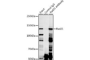 Immunoprecipitation (IP) image for anti-RAD21 Homolog (RAD21) antibody (ABIN7269822)