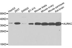 Western blot analysis of extracts of various cell lines, using AURKC antibody.