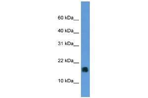 Western Blotting (WB) image for anti-Microsomal Glutathione S-Transferase 1 (MGST1) (N-Term) antibody (ABIN786135) (MGST1 抗体  (N-Term))