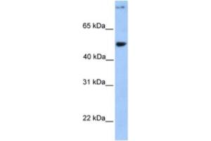 Western Blotting (WB) image for anti-Coiled-Coil Domain Containing 50 (CCDC50) antibody (ABIN2463552) (CCDC50 抗体)