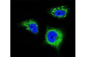 Immunofluorescence (IF) image for anti-Neurotrophic Tyrosine Kinase, Receptor, Type 1 (NTRK1) antibody (ABIN3031990)