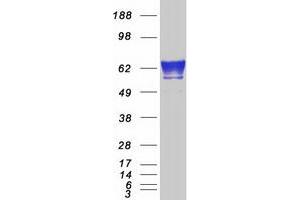 Western Blotting (WB) image for FK506 Binding Protein 10, 65 KDa (FKBP10) protein (Myc-DYKDDDDK Tag) (ABIN2721201)