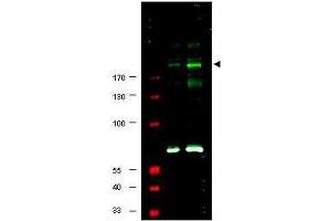 Western blot using  Affinity Purified anti-IRS1 pS307 antibody shows detection of a band at ~180 kDa believed to represent phosphorylated IRS1 (arrowhead).