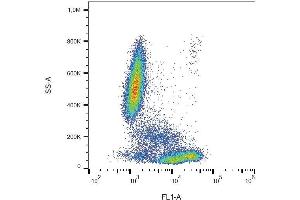 Surface staining of CD81 in human peripheral blood with anti-CD81 (M38) FITC. (CD81 抗体  (FITC))