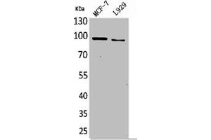 Western Blot analysis of MCF7 L929 cells using CD100 Polyclonal Antibody (SEMA4D/CD100 抗体  (N-Term))