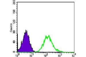 FC analysis of PC-2 cells using CDC2 antibody (green) and negative control (purple). (CDK1 抗体)