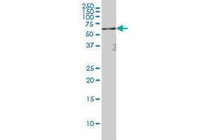 RELA monoclonal antibody (M01), clone 8G3 Western Blot analysis of RELA expression in Hela S3 NE . (NF-kB p65 抗体  (AA 432-505))
