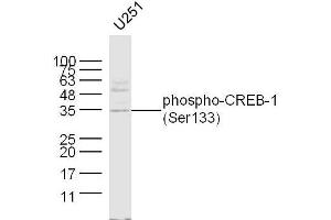 U251 lysates probed with CREB-1(Ser133) Polyclonal Antibody, unconjugated  at 1:300 overnight at 4°C followed by a conjugated secondary antibody at 1:10000 for 60 minutes at 37°C. (CREB1 抗体  (pSer133))