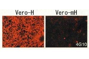 Immunofluorescence (IF) image for anti-Heparin-Binding EGF-Like Growth Factor (HBEGF) (EGF Like Domain) antibody (Biotin) (ABIN2451994) (HBEGF 抗体  (EGF Like Domain) (Biotin))