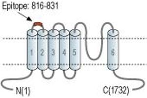 Representative domain view of the target of ABIN7043832.