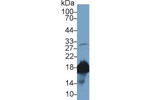 Western Blotting (WB) image for anti-Peptidylprolyl Isomerase A (Cyclophilin A) (PPIA) (AA 2-164) antibody (ABIN7432967)