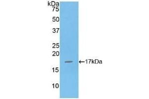 Detection of Recombinant IL16, Human using Polyclonal Antibody to Interleukin 16 (IL16) (IL16 抗体  (AA 1203-1332))