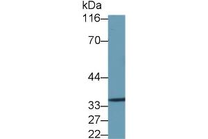 Detection of ANXA5 in Caprine Lung lysate using Polyclonal Antibody to Annexin V (ANXA5) (Annexin V 抗体  (AA 1-320))