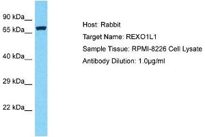 Host: Rabbit Target Name: REXO1L1 Sample Type: RPMI-8226 Whole Cell lysates Antibody Dilution: 1. (REXO1L1 抗体  (Middle Region))