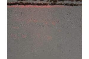 PDS-1 staining bovine retina (the rod outer section) at 1:100 (SAG 抗体)