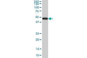 MAP2K7 monoclonal antibody (M02), clone 4D2 Western Blot analysis of MAP2K7 expression in Hela S3 NE . (MAP2K7 抗体  (AA 1-99))