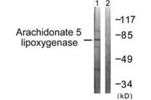 Western blot analysis of extracts from HuvEc cells, using Arachidonate 5 Lipoxygenase (Ab-271) Antibody. (ALOX5 抗体  (AA 246-295))