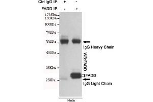 Immunoprecipitation analysis of Hela cell lysates using FADD mouse mAb. (FADD 抗体)