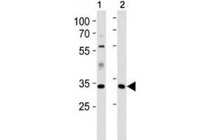 Caspase-9 antibody western blot analysis in 1) human HeLa and 2) mouse L929 lysate (Caspase 9 抗体  (AA 183-211))