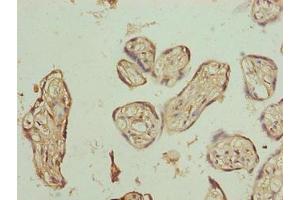 Immunohistochemistry of paraffin-embedded human placenta tissue using ABIN7163440 at dilution of 1:100 (PLCXD1 抗体  (AA 1-323))
