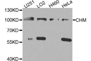 Western blot analysis of extracts of various cell lines, using CHM antibody (ABIN5974558) at 1/1000 dilution. (CHM 抗体)