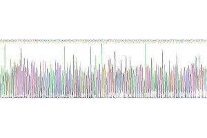 Gene sequencing extract of Mouse Apolipoprotein C3 Protein. (APOC3 蛋白)