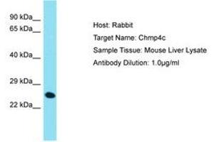 Image no. 1 for anti-Charged Multivesicular Body Protein 4C (CHMP4C) (AA 146-195) antibody (ABIN6750528) (CHMP4C 抗体  (AA 146-195))