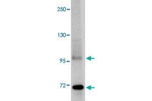 Western blot analysis of TNFAIP3 in SK-N-SH cell lysate with TNFAIP3 polyclonal antibody  at 1 ug/mL . (TNFAIP3 抗体  (C-Term))