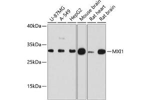 Western blot analysis of extracts of various cell lines, using MXI1 antibody (ABIN6128218, ABIN6144206, ABIN6144208 and ABIN6215672) at 1:3000 dilution. (MXI1 抗体  (AA 170-295))