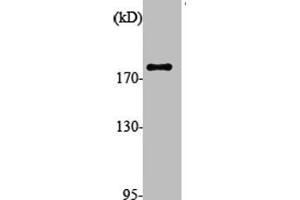 Western Blot analysis of various cells using ALMS1 Polyclonal Antibody (ALMS1 抗体  (Internal Region))