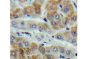 Immunohistochemistry (IHC) image for anti-Glutathione S-Transferase kappa 1 (GSTK1) (AA 20-214) antibody (ABIN1859090)