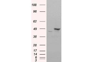 HEK293 overexpressing FLOT1(RC200231) and probed with ABIN184756 (mock transfection in first lane), tested by Origene. (Flotillin 1 抗体  (C-Term))