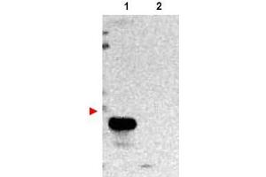 Image no. 1 for anti-Transmembrane BAX Inhibitor Motif Containing 1 (TMBIM1) (N-Term) antibody (ABIN401050) (TMBIM1 抗体  (N-Term))