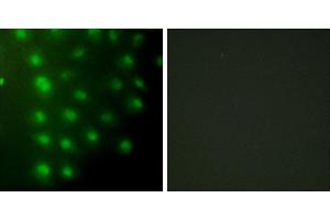 Peptide - +Immunofluorescence analysis of HUVEC cells, using AKAP8 antibody.