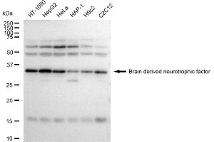 Western blotting analysis using Brain derived neurotrophic factor antibody (ABIN7797780). (Recombinant BDNF 抗体)