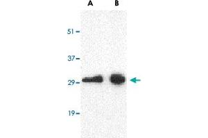 Western blot analysis of CD274 in Raji cell lysate with CD274 polyclonal antibody  at (A) 0. (PD-L1 抗体  (Internal Region))