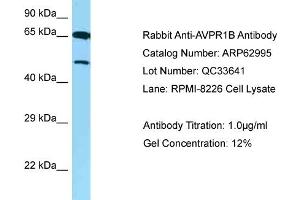 Western Blotting (WB) image for anti-Arginine Vasopressin Receptor 1B (AVPR1B) (C-Term) antibody (ABIN2789328) (AVPR1B 抗体  (C-Term))