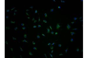 Immunofluorescence staining of SH-SY5Y cells with ABIN7166511 at 1:100, counter-stained with DAPI. (PCDHA1 抗体  (AA 276-324))