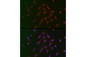 Immunofluorescence analysis of BALB-3T3 cells using TSC2 Rabbit pAb (ABIN6128542, ABIN6149611, ABIN6149612 and ABIN6213862) at dilution of 1:100 (40x lens). (Tuberin 抗体  (AA 900-1150))