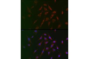 Immunofluorescence analysis of BALB-3T3 cells using TSC2 Rabbit pAb (ABIN6128542, ABIN6149611, ABIN6149612 and ABIN6213862) at dilution of 1:100 (40x lens). (Tuberin 抗体  (AA 900-1150))
