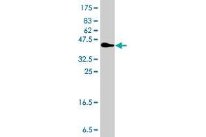 Western Blot detection against Immunogen (35. (GCH1 抗体  (AA 84-172))