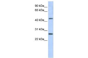 Western Blotting (WB) image for anti-PRAME Family Member 10 (PRAMEF10) antibody (ABIN2459766) (PRAMEF10 抗体)