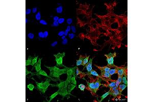 Immunocytochemistry/Immunofluorescence analysis using Mouse Anti-Neuroligin 1 Monoclonal Antibody, Clone S97A-31 . (Neuroligin 1 抗体  (AA 718-843) (Atto 390))