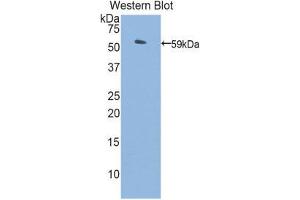 Western Blotting (WB) image for anti-Protein S (PROS) (AA 261-496) antibody (ABIN1860321) (PROS1 抗体  (AA 261-496))